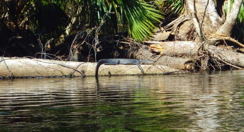 A crocodile rests on a fallen tree near floating on a calm body of water. 